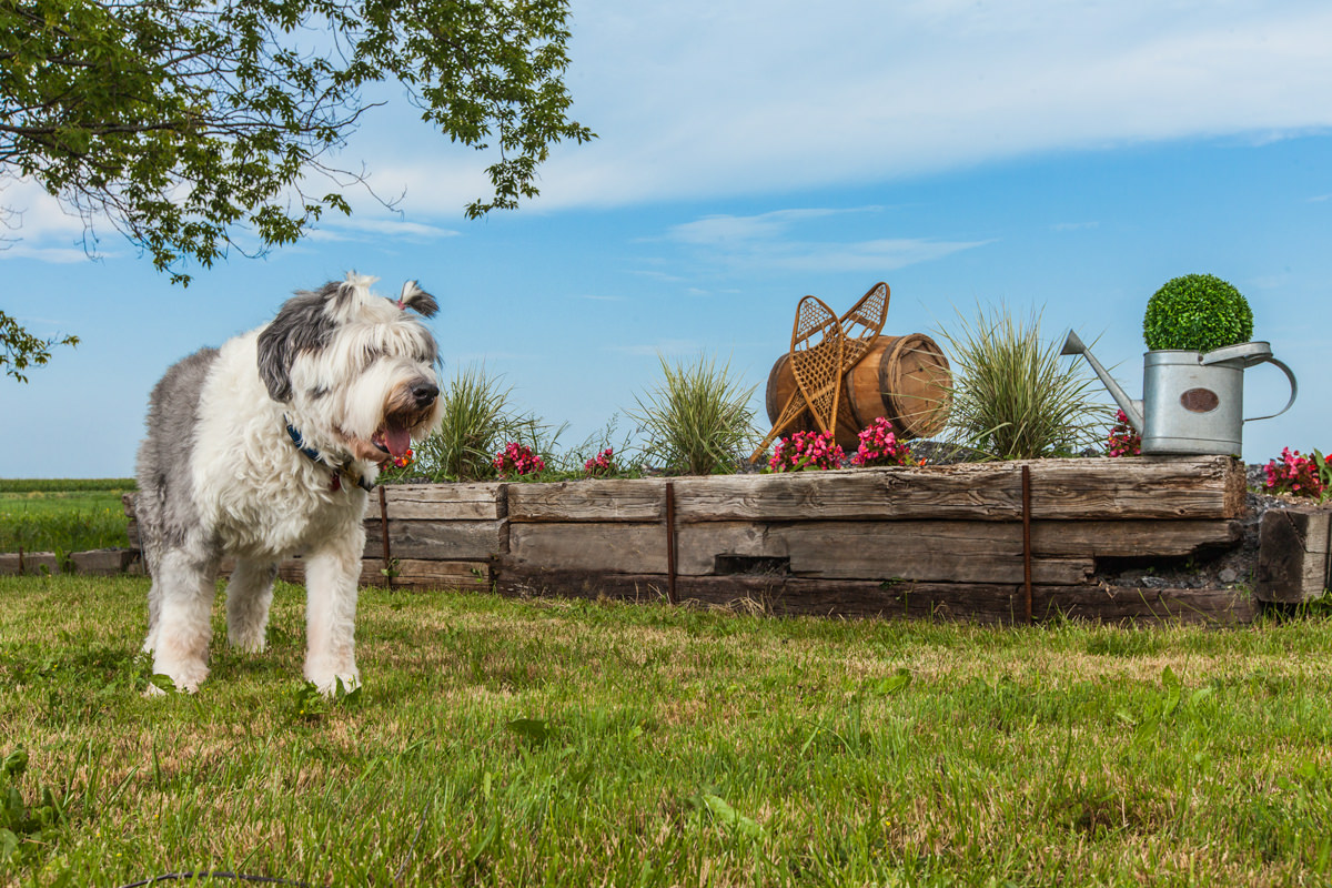 La ferme Doggytown